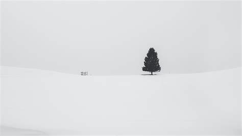 2048x1152 Tree Snow 4k Wallpaper,2048x1152 Resolution HD 4k Wallpapers ...