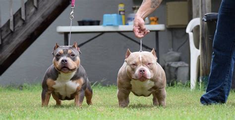 TOP POCKET AMERICAN BULLY BREEDERS | American bully, Pocket bully, American bully kennels