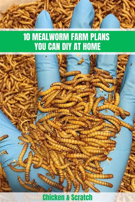 10 Mealworm Farm Plans You Can DIY at Home