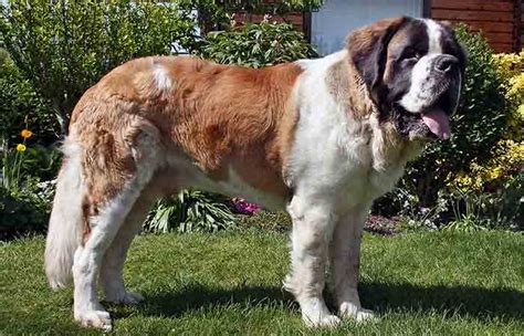 Top Extra Large Dog Breeds Pictures, Names, Mass & Representative ...