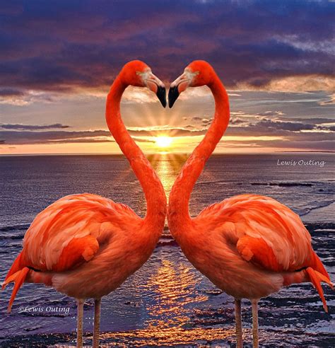 Kissing flamingos in 2020 | Flamingo pictures, Beautiful birds, Animals beautiful