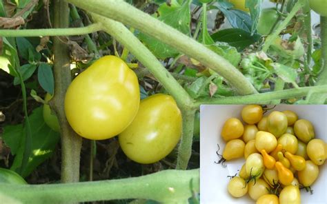 Lycopersicon Esculentum Yellow Roma Tomato Seeds | Fair Dinkum Seeds