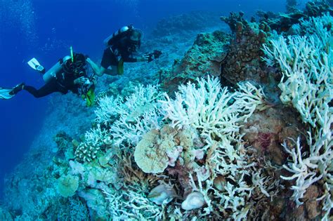 Giant Coral Reef in Protected Area Shows New Signs of Life - The New ...