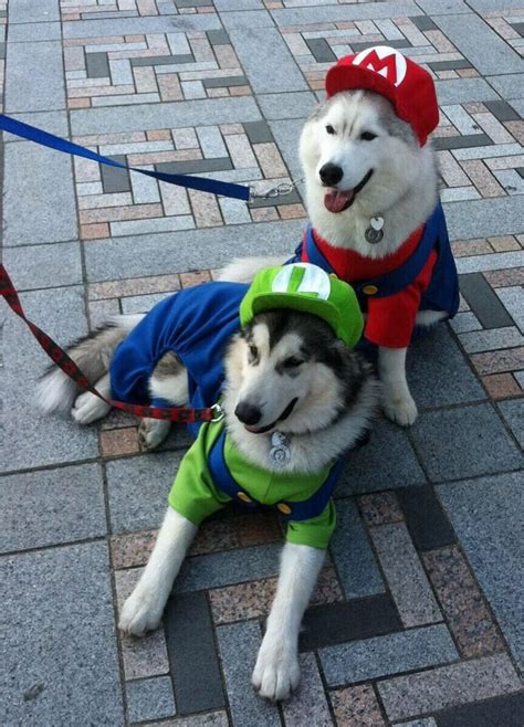 Stars of the new Super Mario Bros film | Cute dog costumes, Pet ...