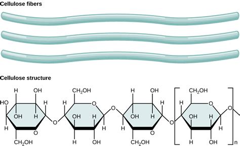 Cellulose | Structure, Properties, Function, Facts & Summary