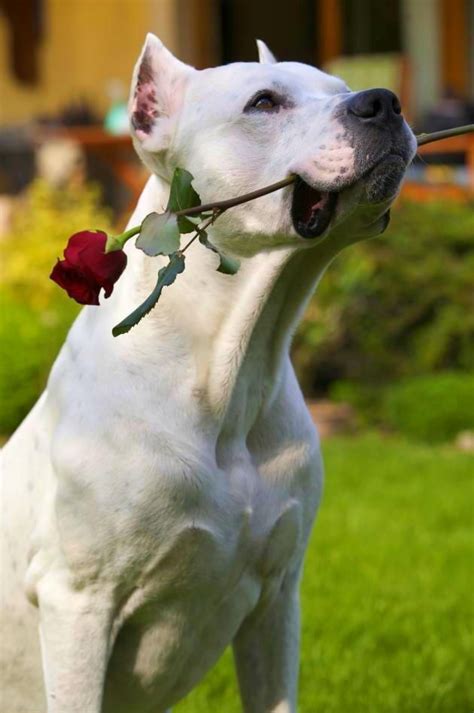 #Dogo #Argentino | Razze di cani, Animali simpatici, Animali