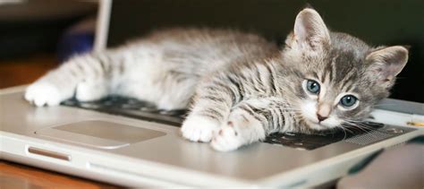 The (not so cute) reason your cat loves sitting on your laptop - BBC ...