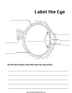 Label the Eye Worksheet - Homeschool Helper Online