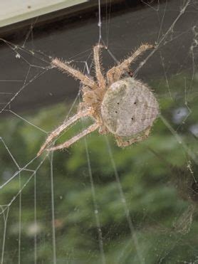 Araneus cavaticus (Barn Orb-weaver Spider) - Spider Identification ...