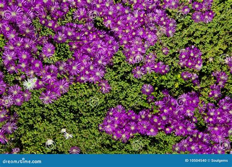 Purple Ice Plant Background Stock Photo - Image: 10504540