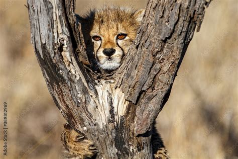 Cheetah cub Stock Photo | Adobe Stock