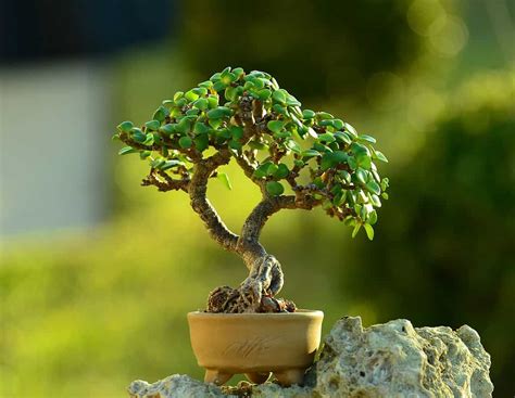 Jade Bonsai Tree - A-Z Animals