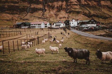 Everything You Need to Know About Fencing for Sheep — J&R Pierce Family Farm