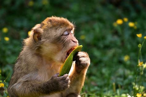 Barbary Macaque Threatend Species - Free photo on Pixabay