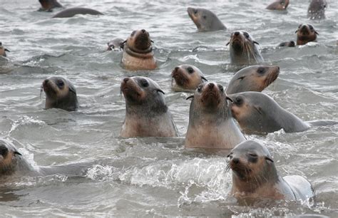 Australian fur seal pup population is shrinking