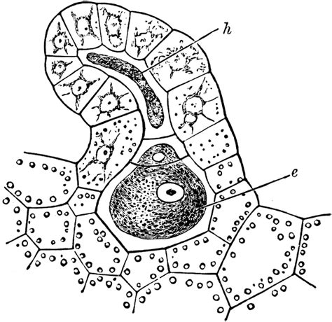 Archegonium of Bracken | ClipArt ETC