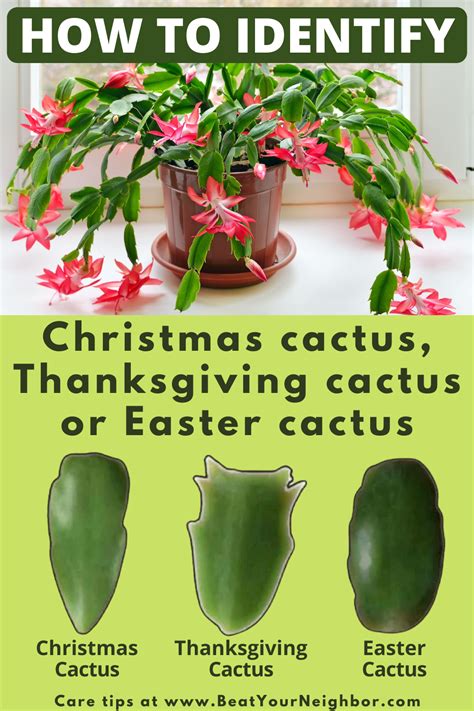 Christmas Cactus Care | Christmas cactus plant, Cactus care, Christmas ...