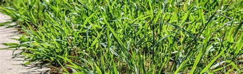 What Is Bermuda Grass and What Does it Look Like? - Organic Lawns