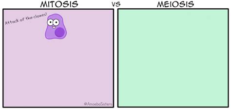 meiosis vs mitosis Amoeba Sisters GIF | Teaching biology, Biology lessons, Chemistry lessons