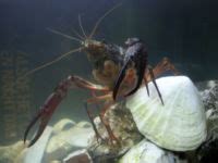 Red Swamp Crayfish (Procambarus clarkii) - The Free Freshwater and ...