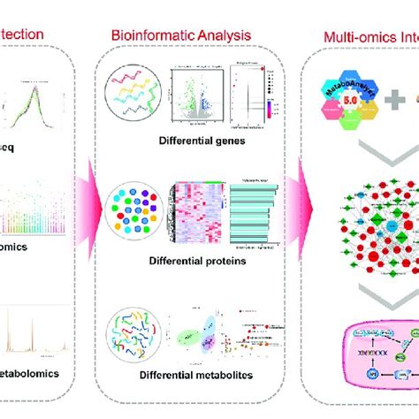 Transcriptome-proteome-metabolome integrated analysis and potential ...