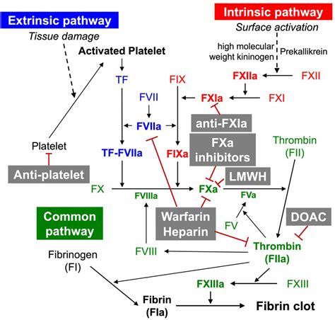 Mechanism Of Action Of Anticoagulants | sexiezpix Web Porn