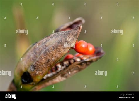 Iris foetidissima winter hi-res stock photography and images - Alamy