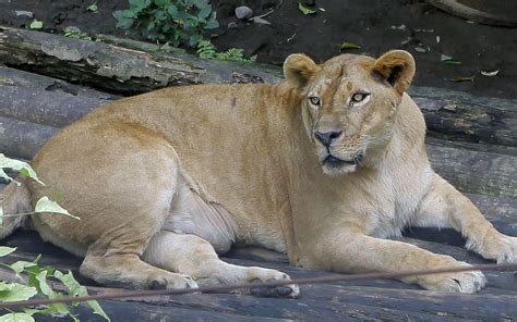 Singa Afrika | Gembira Loka Zoo