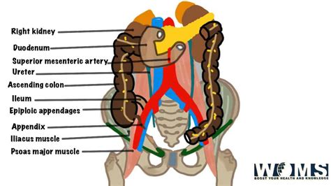 Cecum Location Diagram