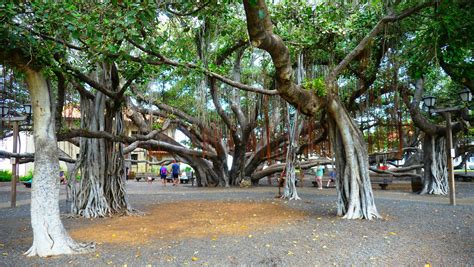 Lahaina Banyan Court in Lahaina, Hawaii - Kid-friendly Attractions | Trekaroo