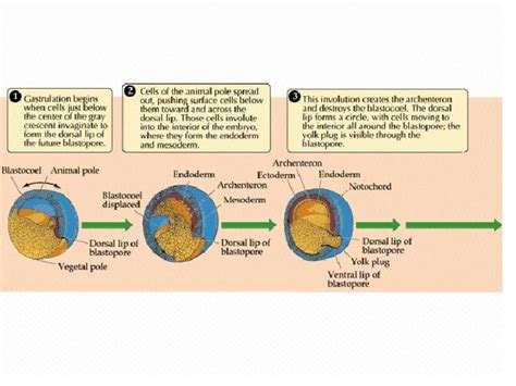 Human Gastrulation Animation