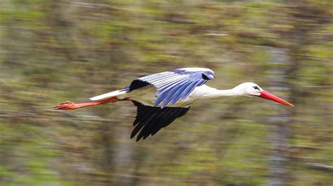 Free Image on Pixabay - Stork, Flying, Rattle Stork | Animals, Nature conservation, Animal ...