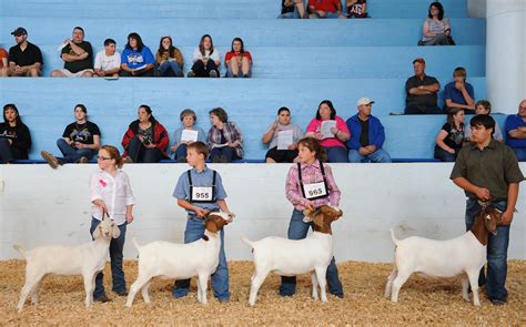 Goat show at The State Fair of Texas. Photography by Kevin Brown