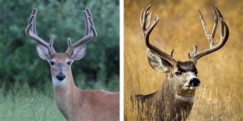 Whitetail vs. mule deer [So, what's the difference?] | N1 Outdoors