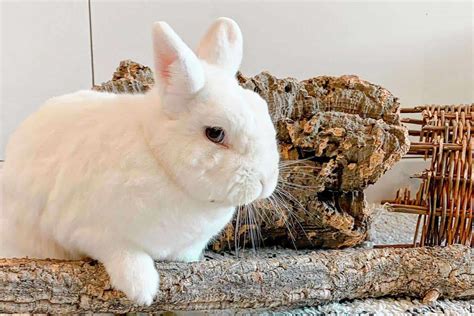 7 Facts about Polish Rabbits – Rabbit Breeders