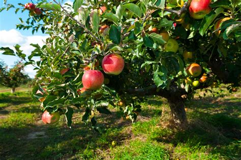 Michigan Apples: A Harvest Symphony | NinoSalvaggio.com