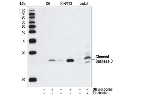 Cleaved Caspase-3 (Asp175) (5A1E) Rabbit mAb | Cell Signaling Technology