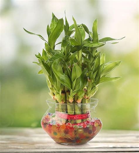 Buy GreenTwo Layer Lucky Bamboo Plant & Round Glass Pot by Nurturing Green Online - Lucky ...