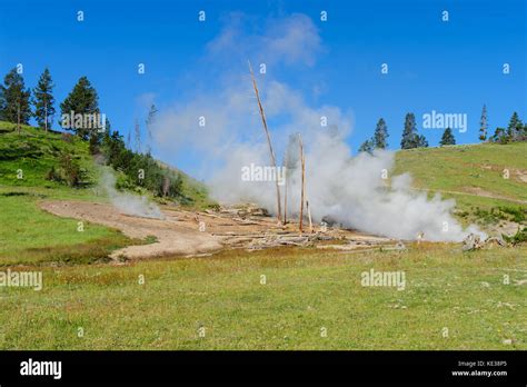 American Bison in Yellowstone Stock Photo - Alamy