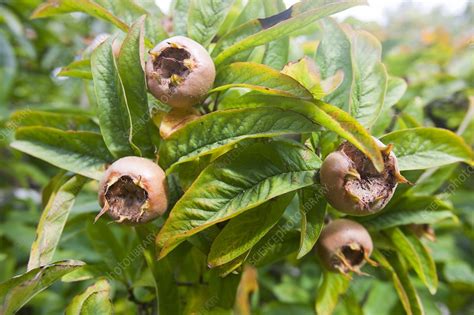 Medlar fruit on a medlar tree - Stock Image - C029/0162 - Science Photo ...