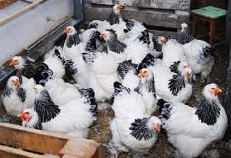 Mutation in H3N8 Avian Virus Raises Concerns of Transmission to Humans: Study - World Today News