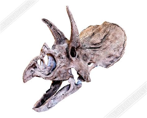 Triceratops Skull Poster Vintage Triceratops Horridus Skull - Etsy