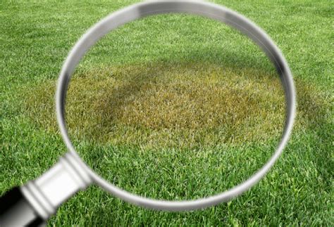 Top 5 Lawn Diseases That May Be Attacking Your Grass - ExperiGreen