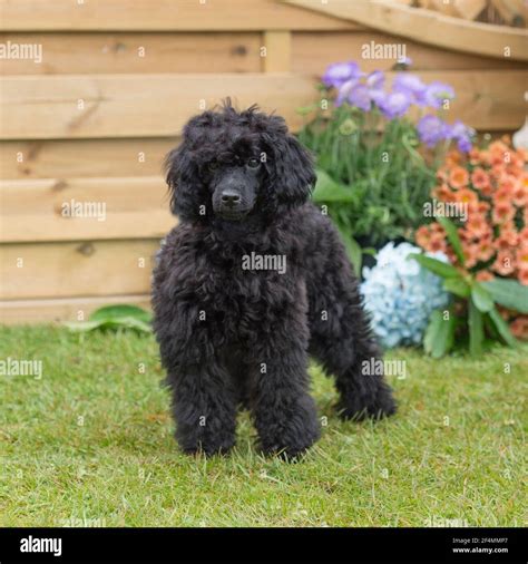 black toy poodle Stock Photo - Alamy