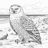 Snowy Owl Coloring Book Page  Printable Adult Instant sketch template