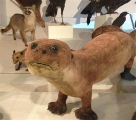 20 Of The Worst Taxidermy Animals Ever Created