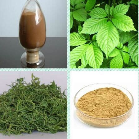 Gynostemma Pentaphyllum Extract - manufacturer - undersun