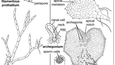 fern - Structure and function | Britannica