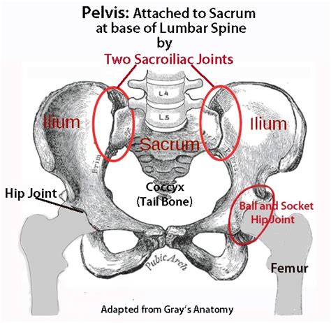 Anatomy Pictures Of Lower Back And Hip : The Sacrum And Coccyx - Find out why it hurts and what ...