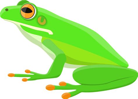 Download Frog, Tree Frog, Amphibian. Royalty-Free Vector Graphic - Pixabay